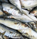 【漁業資源】「海のエコラベル」が漁業資源を守る